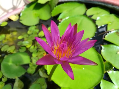 Flowers lotus lotus basin photo