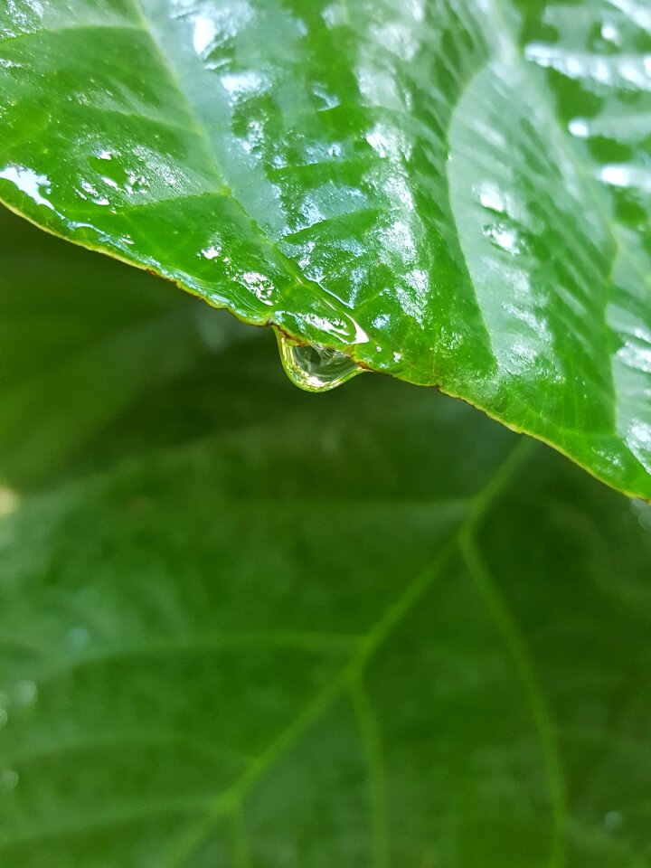 Water drop