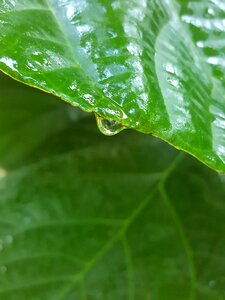 Water drop
