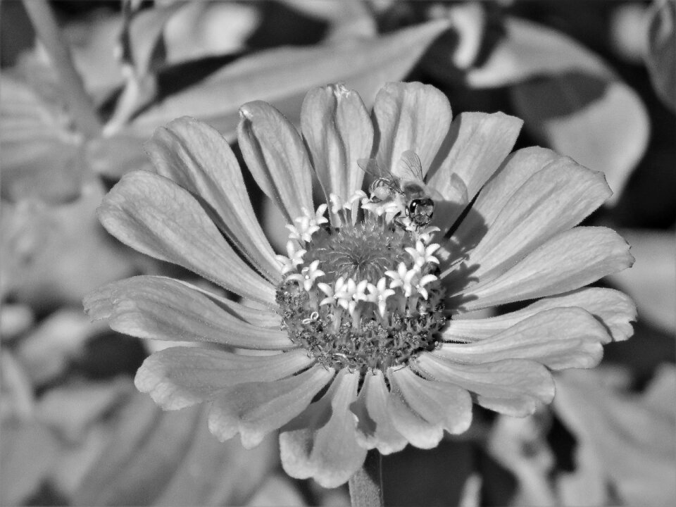 Black and white garden