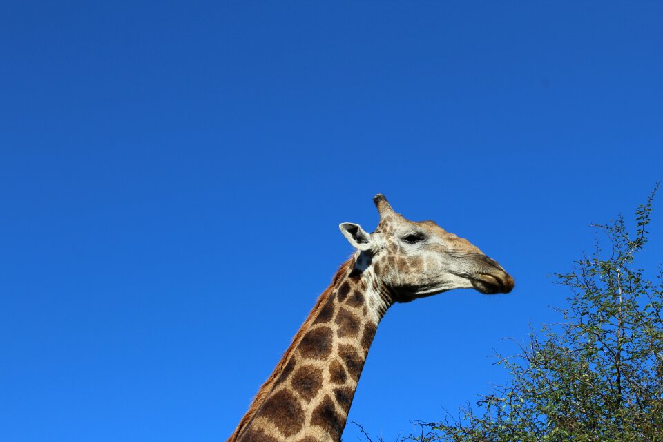 Giraffe neck south africa