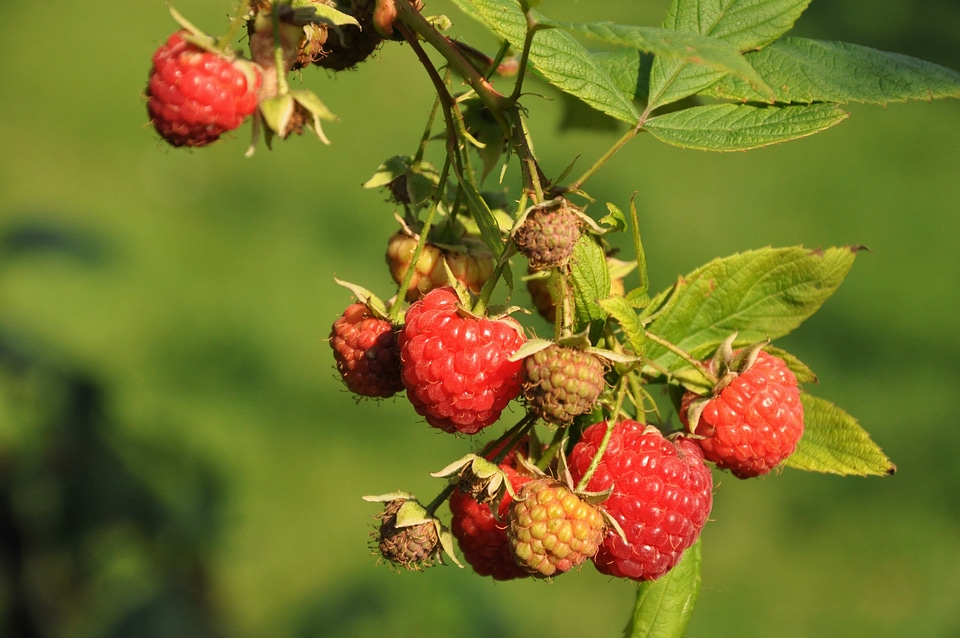 Mature red healthy