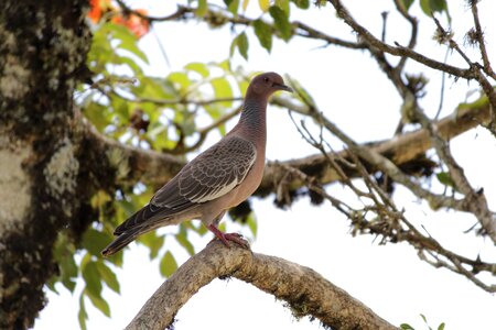 Brazilian fauna birds pigeon photo
