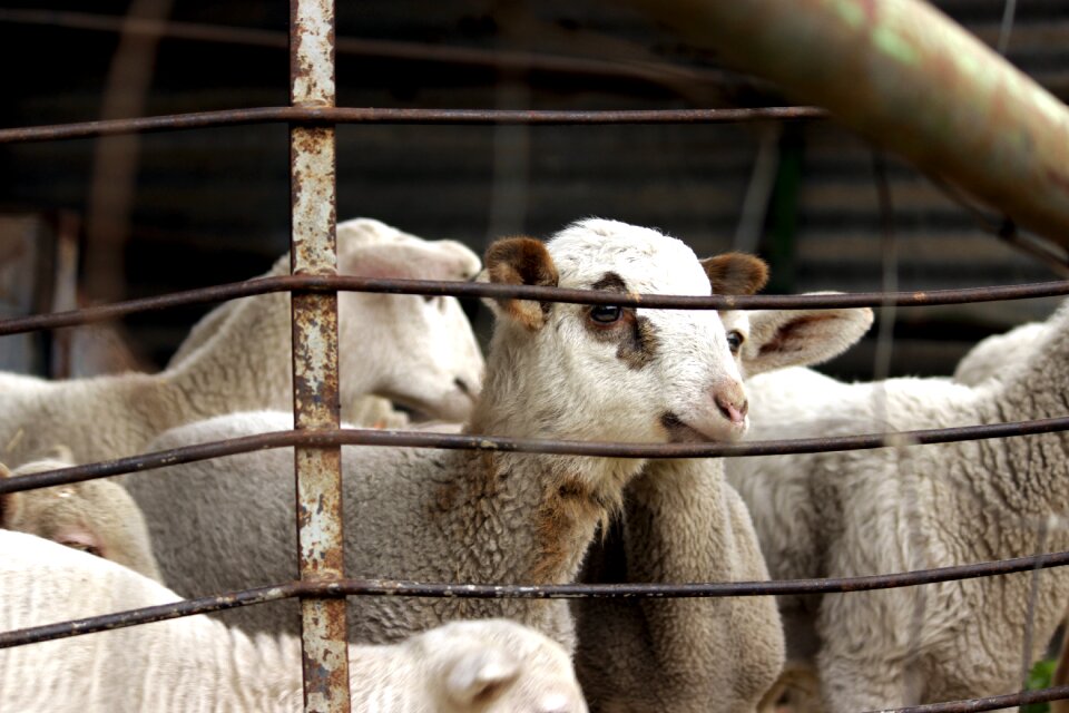 Flock farm animal husbandry