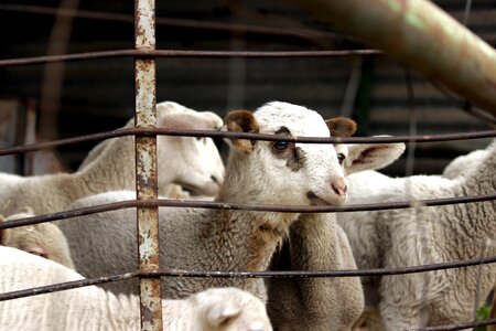 Flock farm animal husbandry
