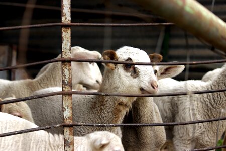 Flock farm animal husbandry photo