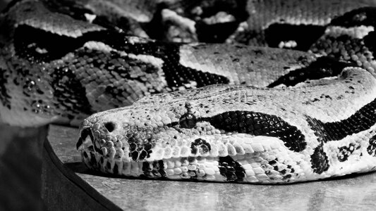 Reptile beast nature photo