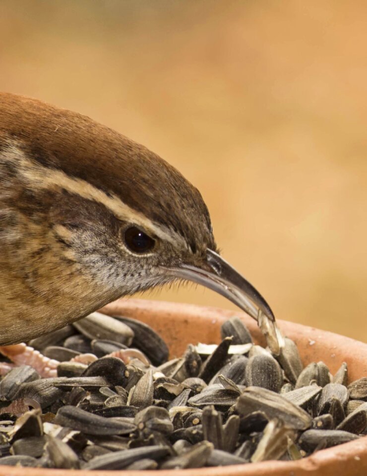 Nature avian carolina