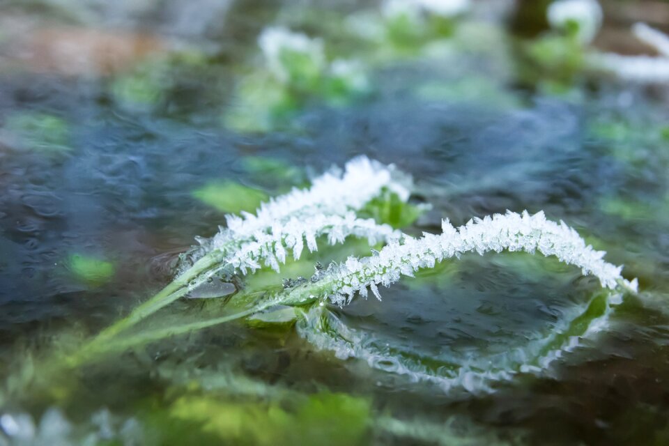 Frozen winter iced photo