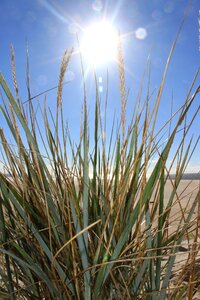 Dune grass marram grass