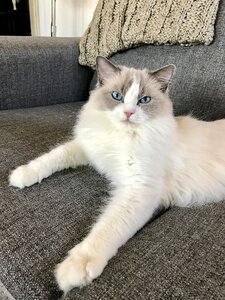 Kitten blue eyes photo
