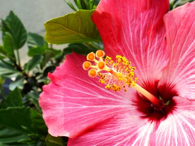 Pink flower photo