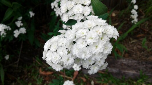 A flower beautiful port spring