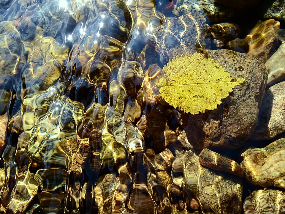 Autumn nature plant