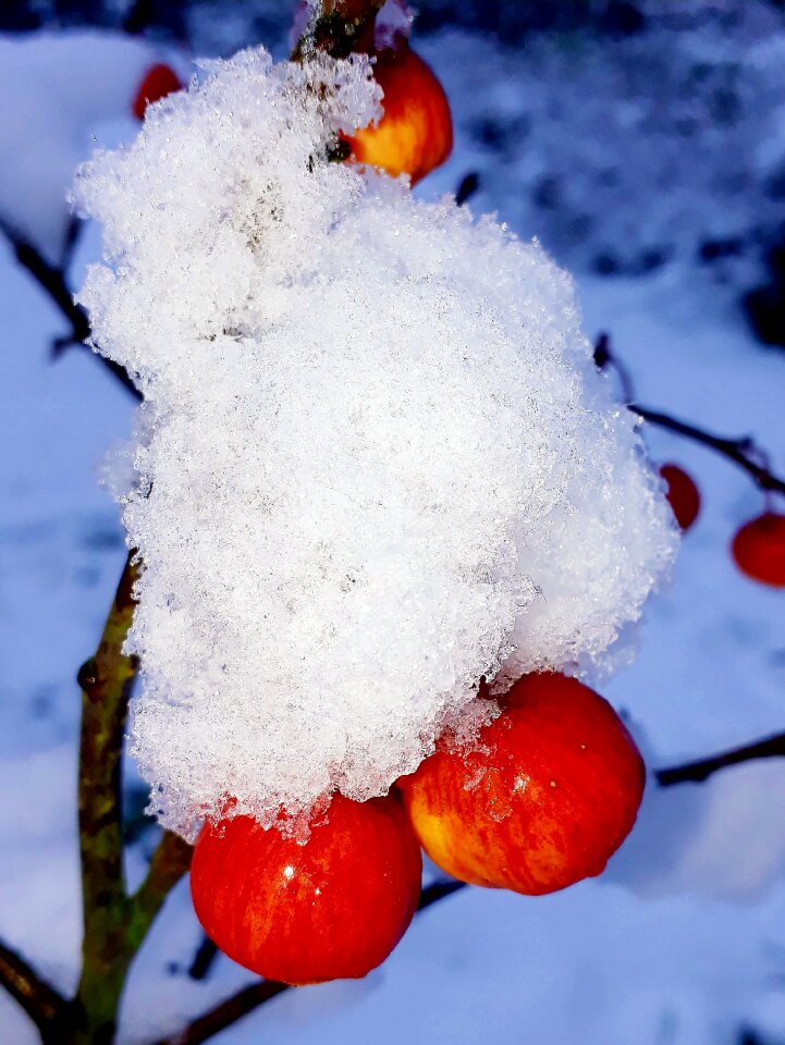 Branch winter garden photo