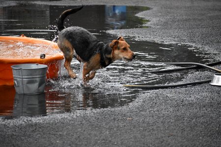 Outdoors dog