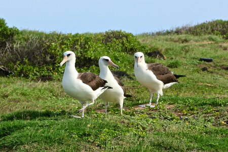 Bird animals free-range