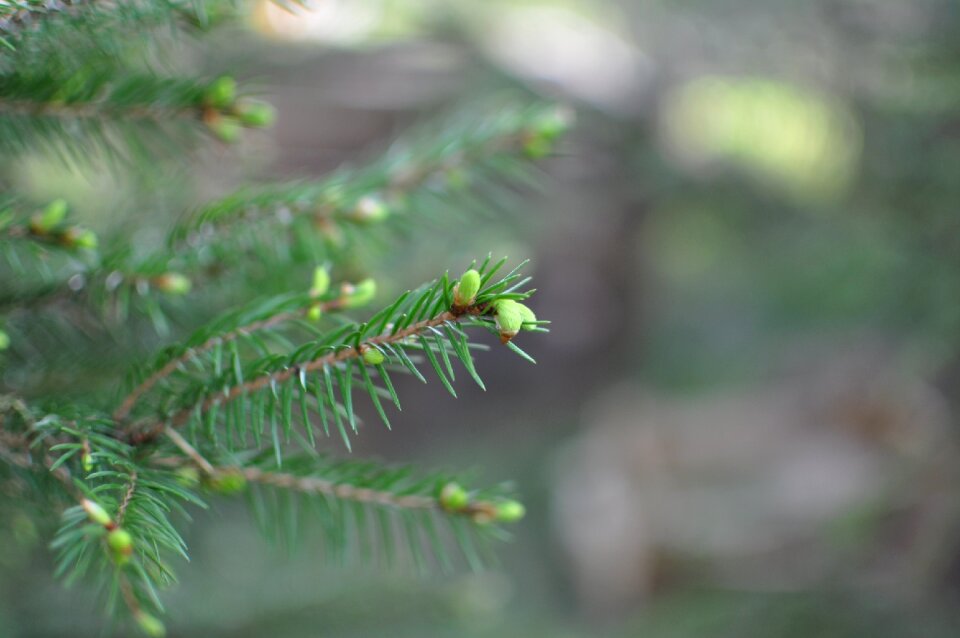Green tree forest