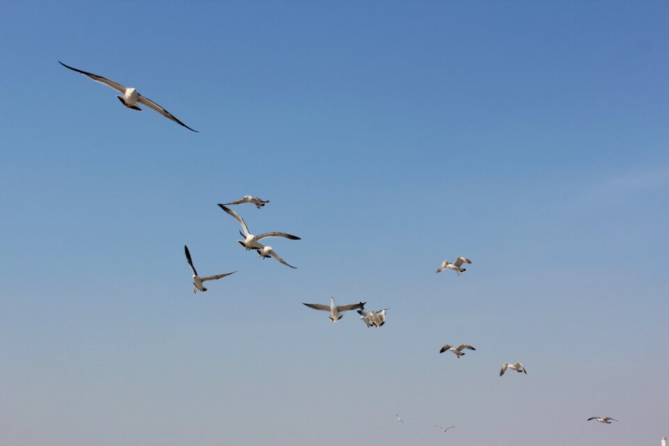 Seabirds the sea dalian