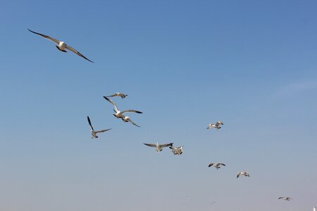 Seabirds the sea dalian photo