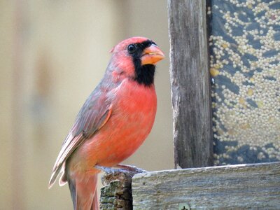 Cardinal red photo