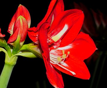 Flower red white