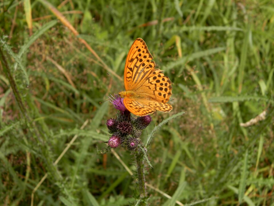 Butterfly forests slovakia