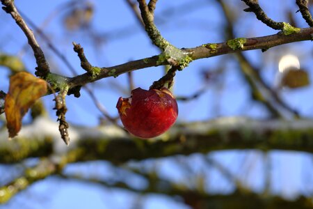 Frost cold branch