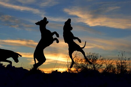 Great dane silhouette dog jump photo