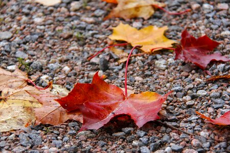 Leaf fall season photo