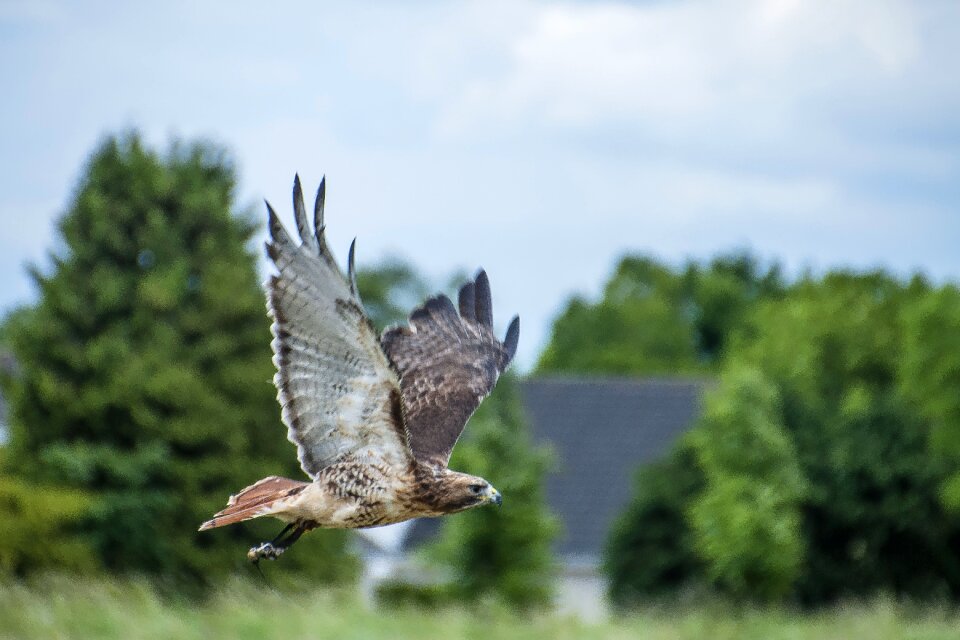 Bird of prey bird nature