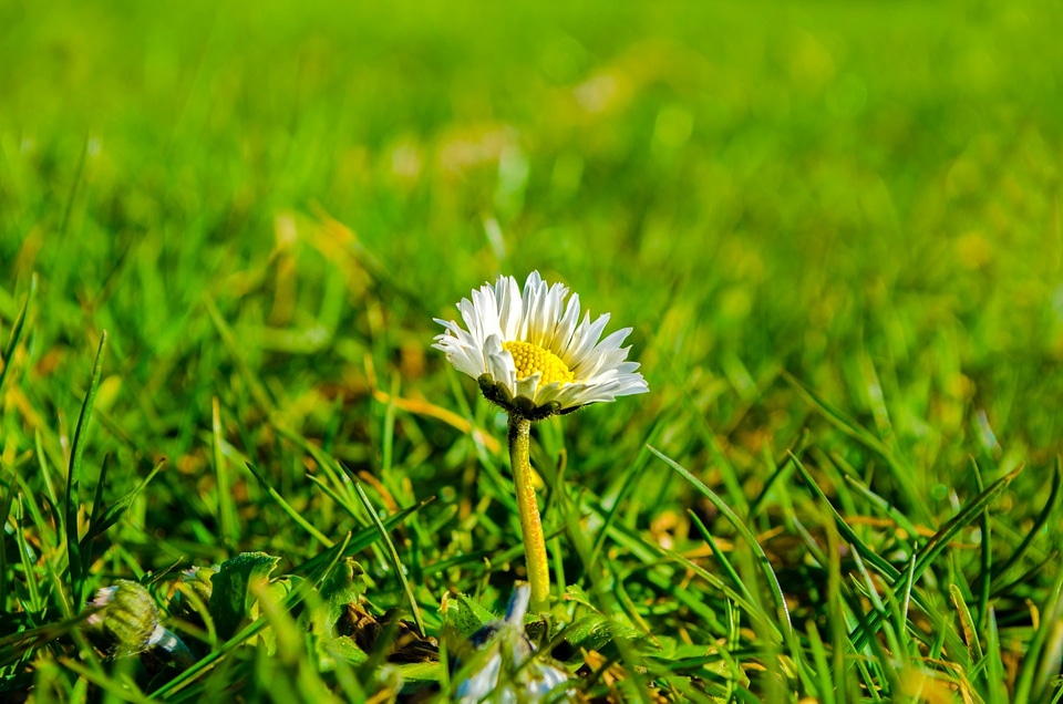 Green floral spring