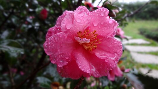 Plant flower peach-red color photo