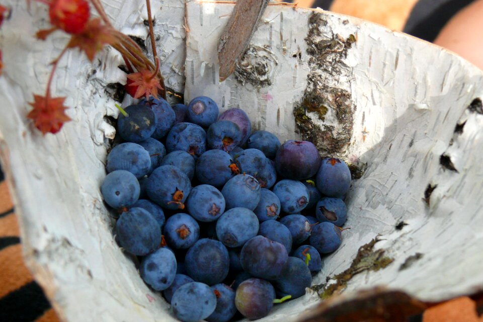 Forest berries closeup blue