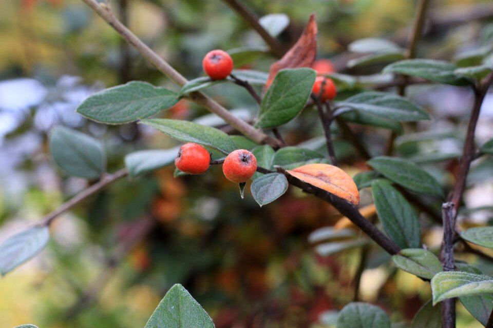 Fruit flora branch
