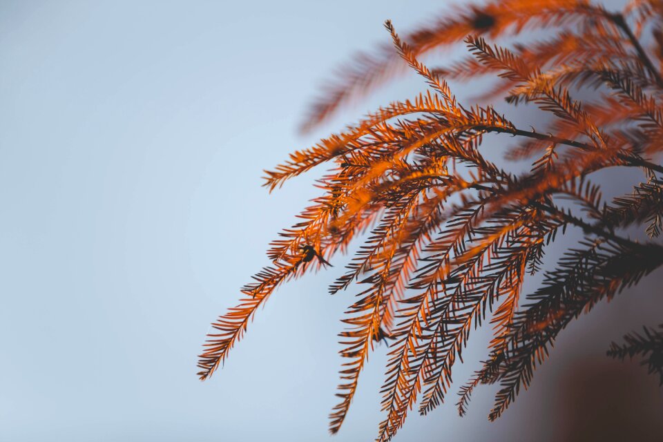 Outside nature tree