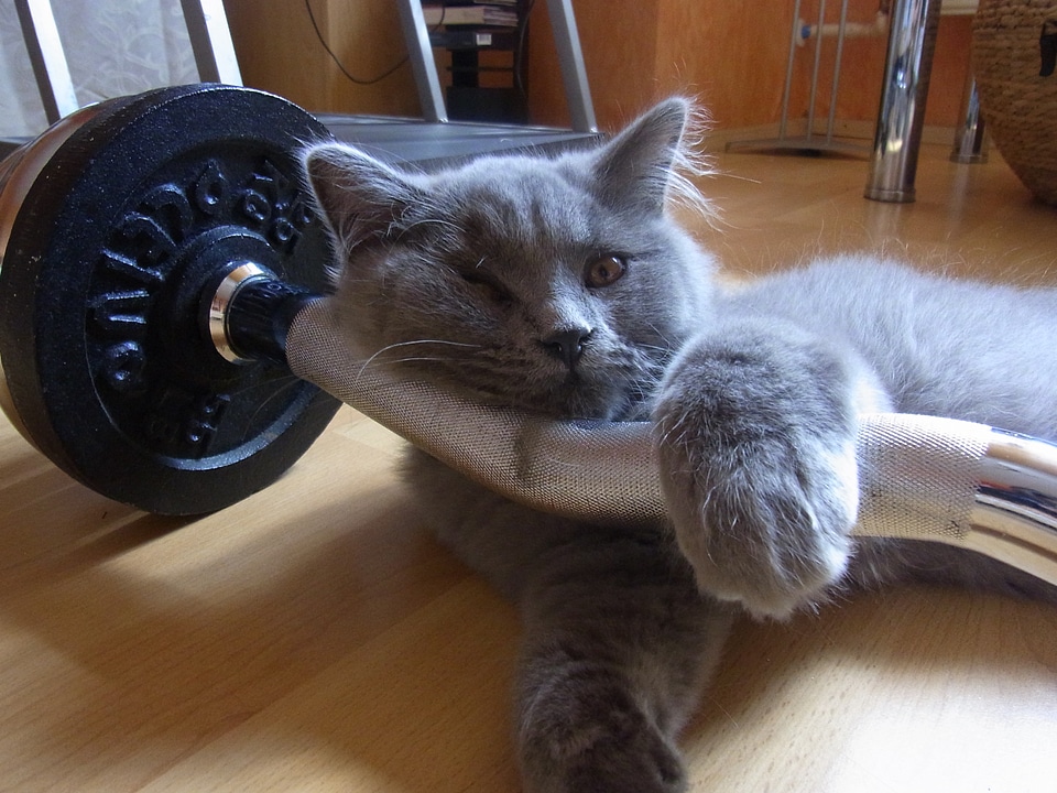 Animal cat gewichttraining dumbbell