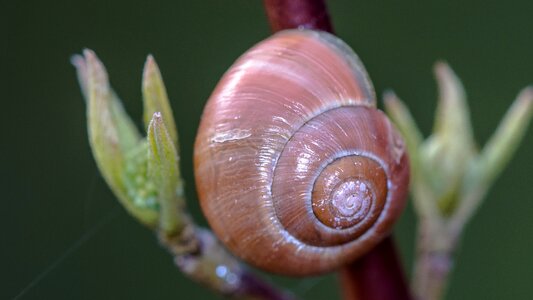 Close up empty snail shell snail shell photo