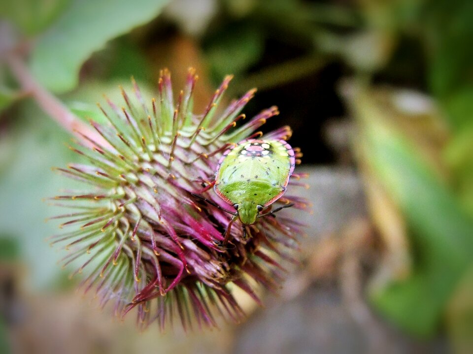 Leaf foliage spring