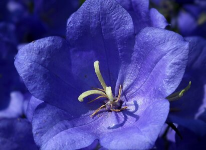 Macro blue flowering photo