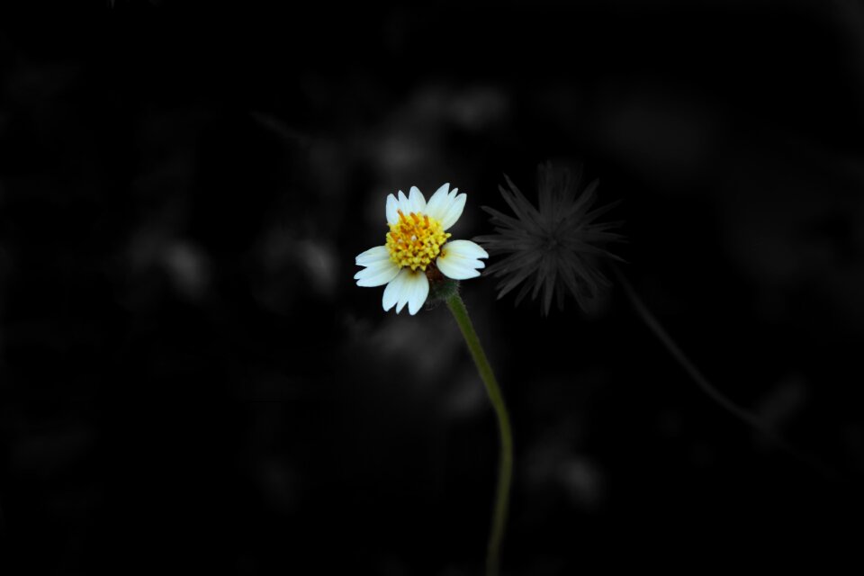 Bright color petal