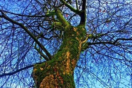 Moss bark branch