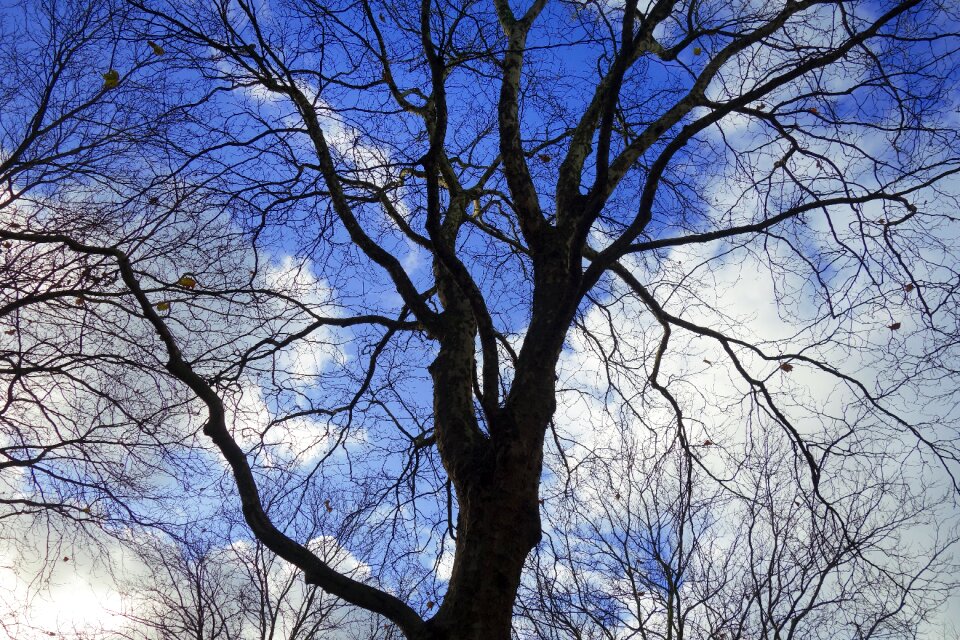 Silhouette gnarled curled photo