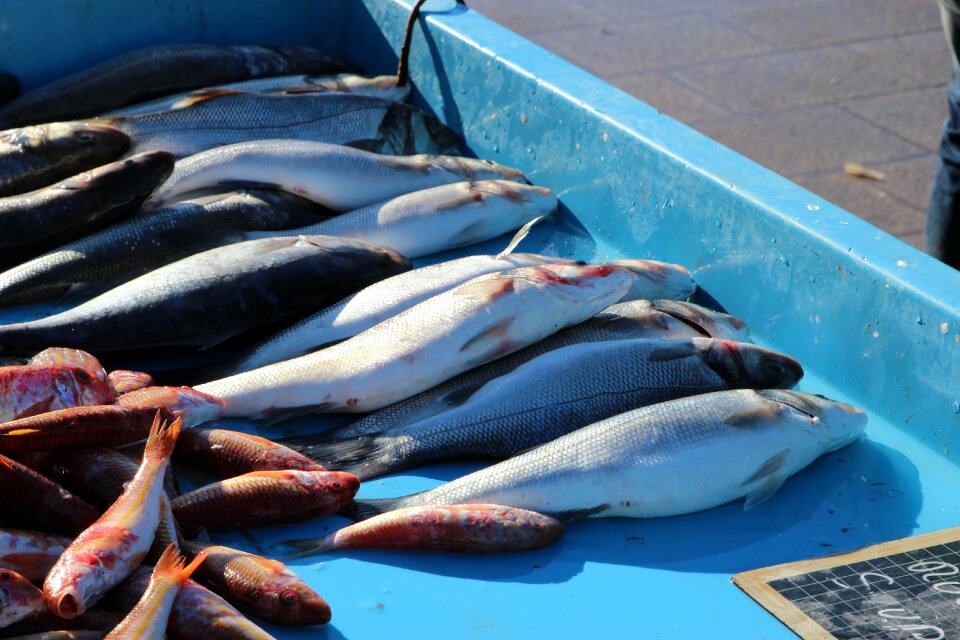 Market sea fish market