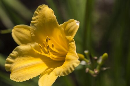 Flower lily