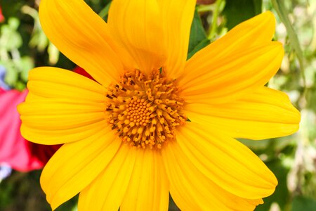 Flower wildflower blossom