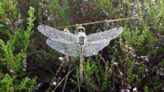 Dew macro bug