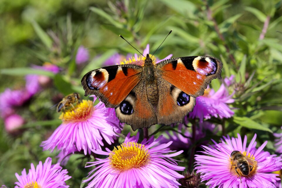 Macro peacock butterfly