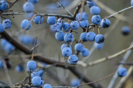 Autumn winter branch