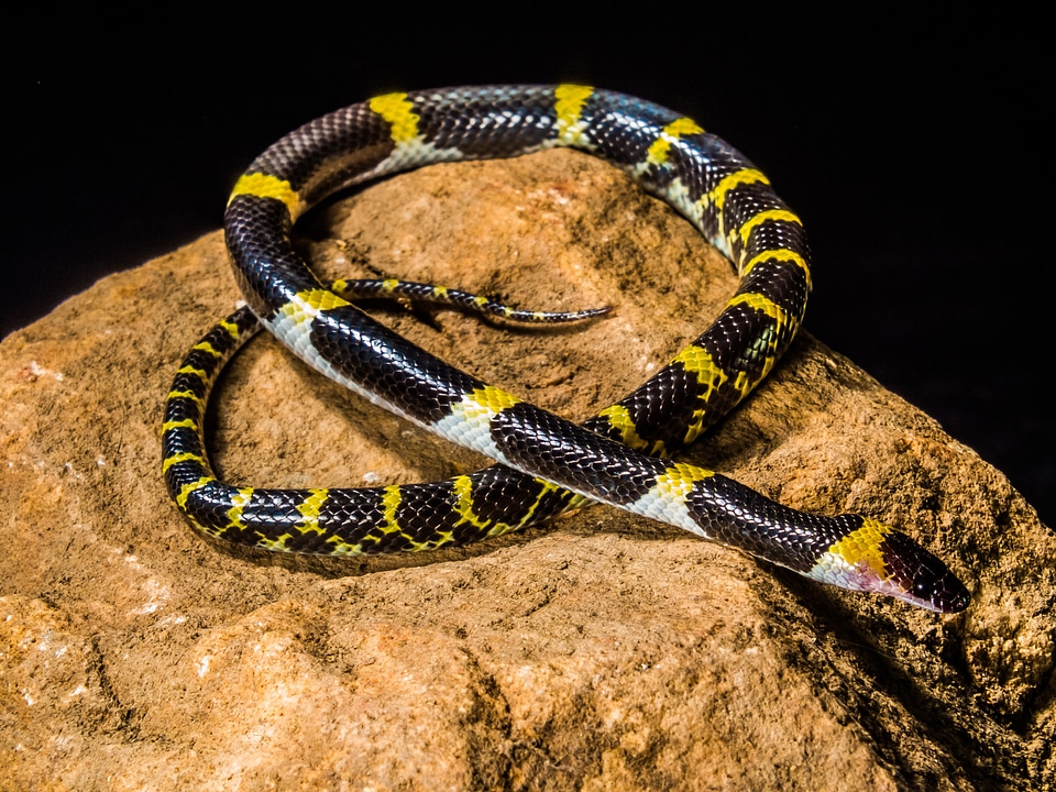 Black yellow non toxic reptile